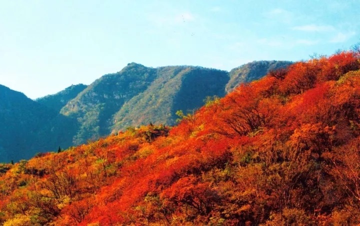 漫山紅葉秋意濃，嵩陽煤機歡迎您?。?！